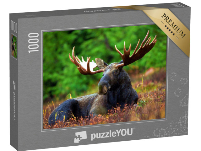 puzzle 1000 dílků „Odpolední odpočinek losa v přírodě“