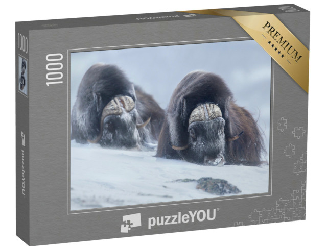 puzzle 1000 dílků „Dva pižmoni v norské zimě“