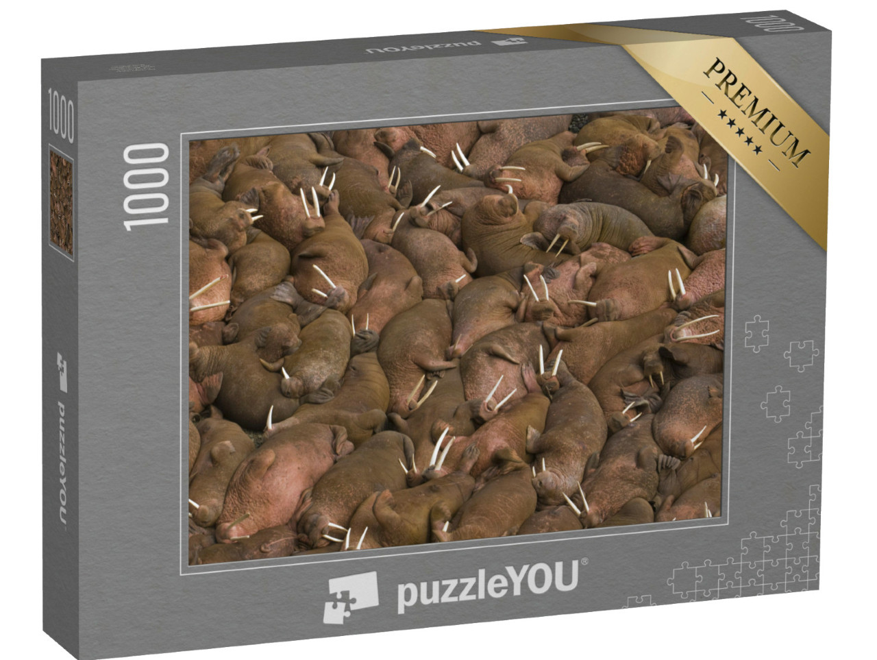 puzzle 1000 dílků „Společné opalování mrožů na Round Island, Aljaška, USA“