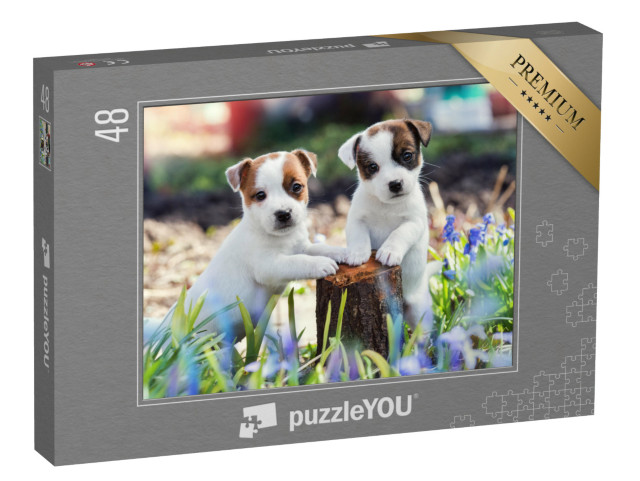 puzzle 48 dílků „Dvě roztomilá štěňata Jack Russell“