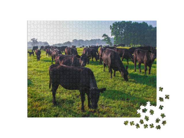 puzzle 1000 dílků „Stádo černých krav plemene Aberdeen Angus v zelené trávě“