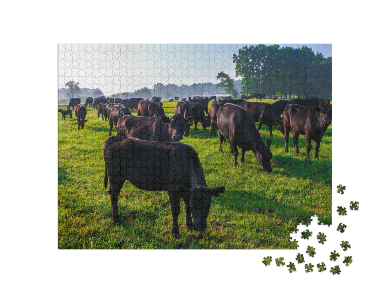 puzzle 1000 dílků „Stádo černých krav plemene Aberdeen Angus v zelené trávě“
