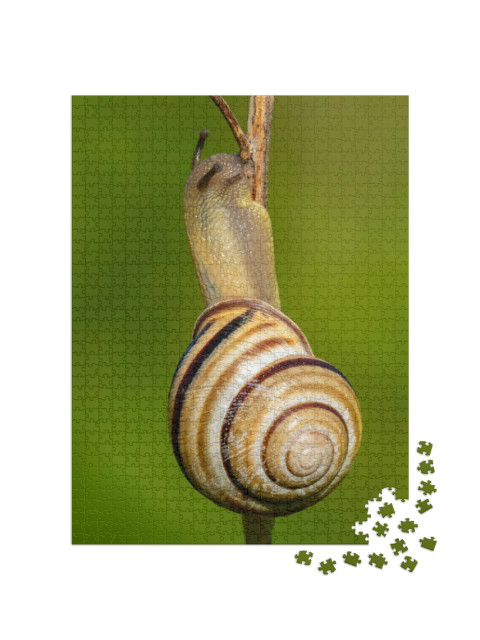 puzzle 1000 dílků „Hlemýžď viniční, Cepaea nemoralis“
