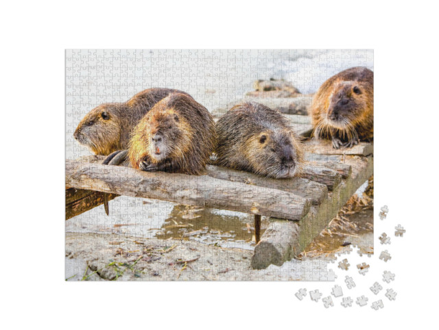 puzzle 1000 dílků „Bobří rodina si dává pauzu“