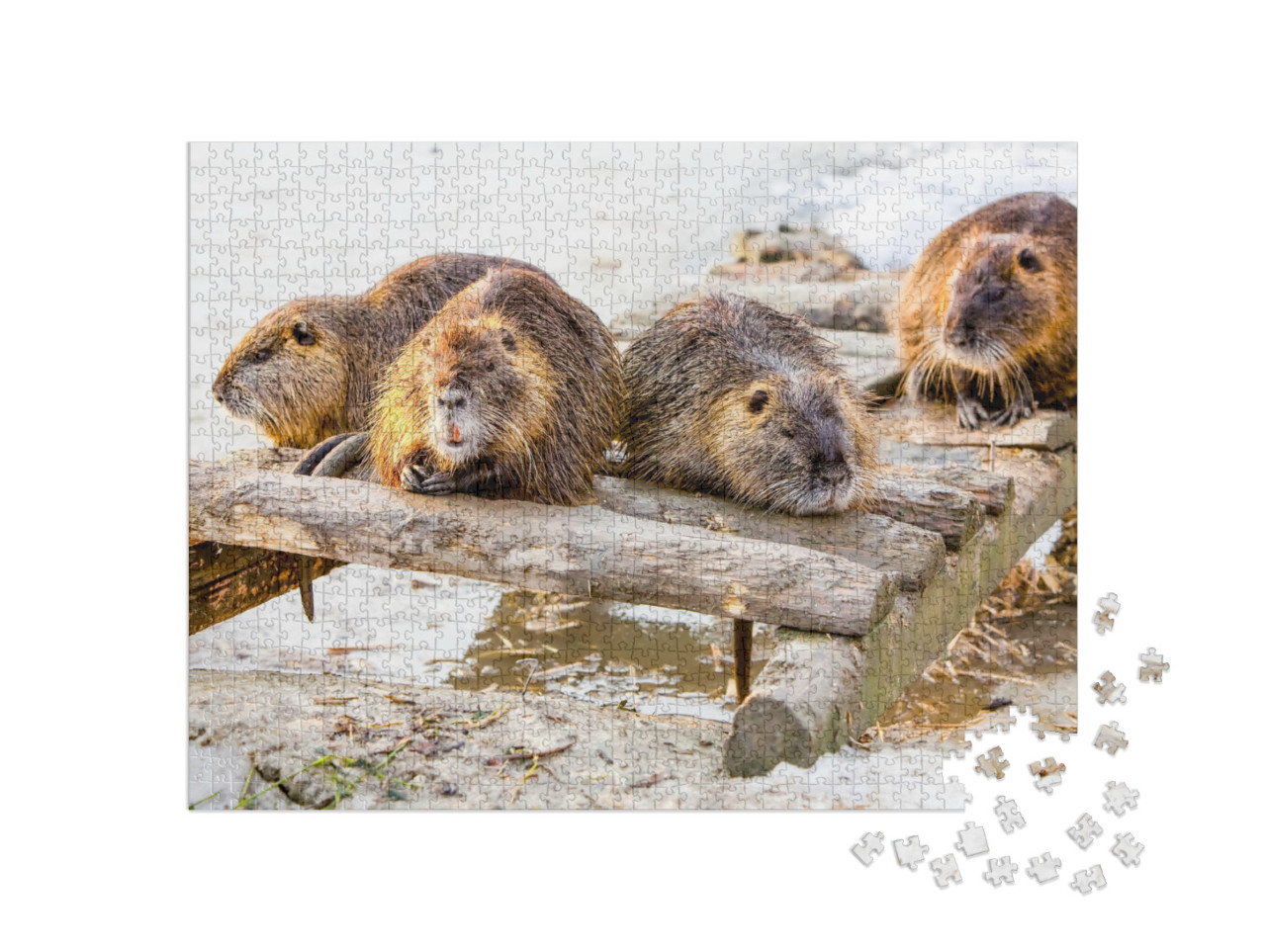 puzzle 1000 dílků „Bobří rodina si dává pauzu“