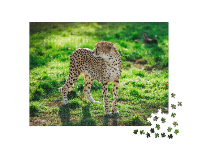puzzle 1000 dílků „Gepard divoký na zelené trávě“