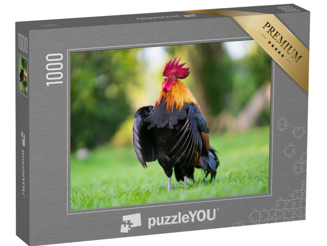 puzzle 1000 dílků „Působivý kohout na louce“