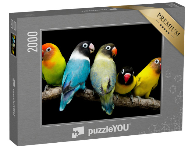 puzzle 2000 dílků „Papoušek s nádhernými barvami“