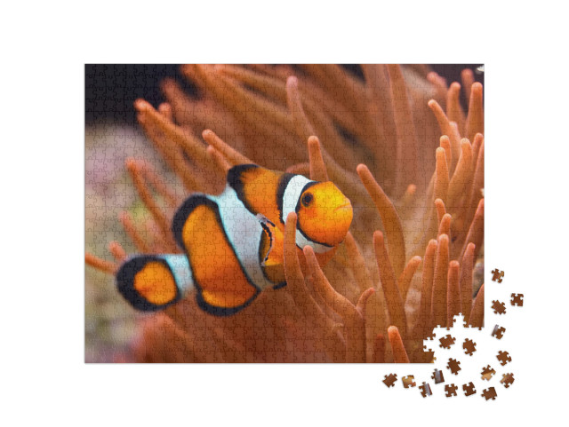 puzzle 1000 dílků „Klauni v mořském akváriu“
