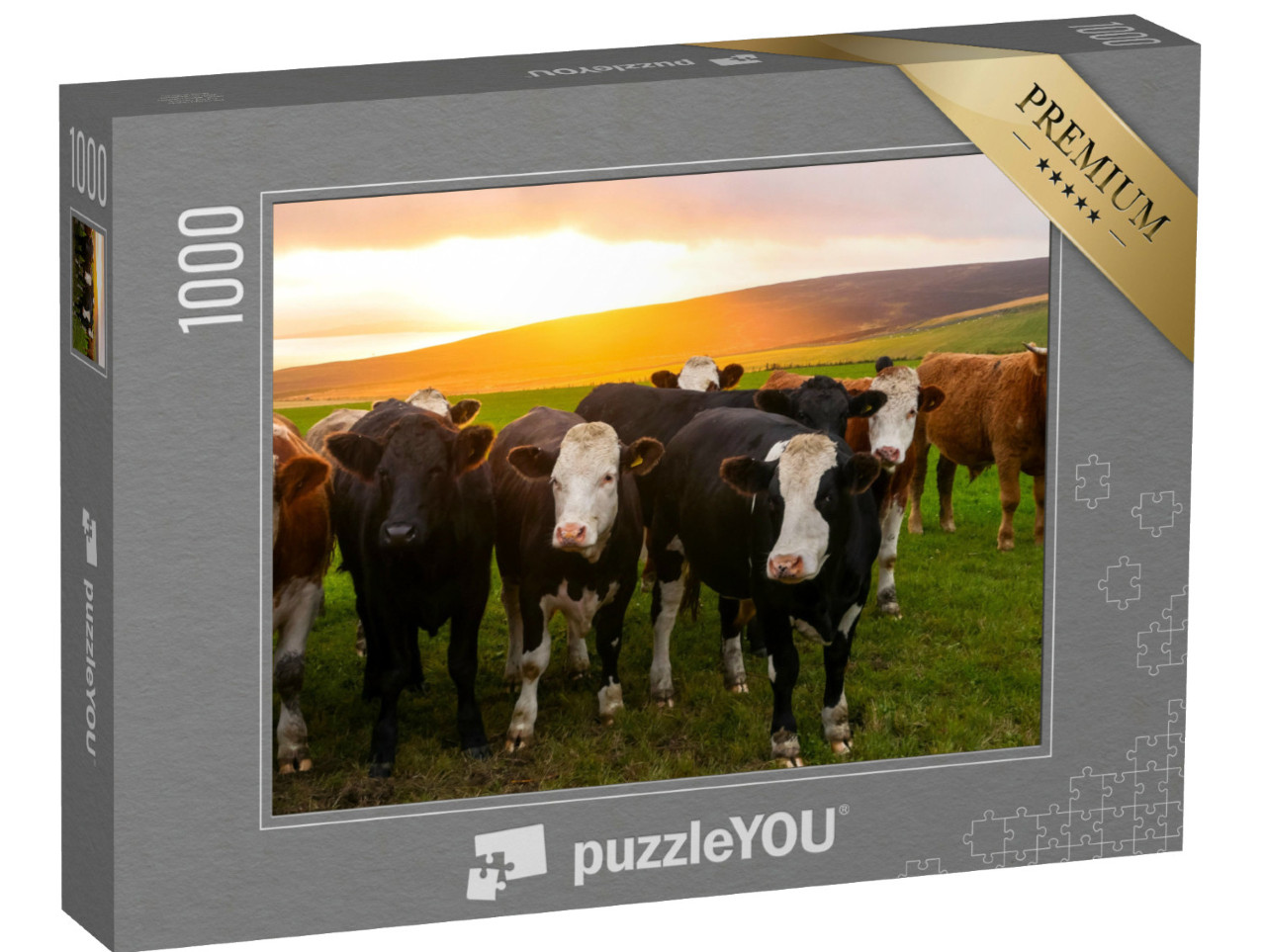 puzzle 1000 dílků „Stádo krav při západu slunce, Orkneje, Skotsko“