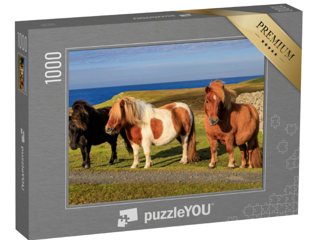puzzle 1000 dílků „Tři shetlandští poníci na pobřeží Skotska“