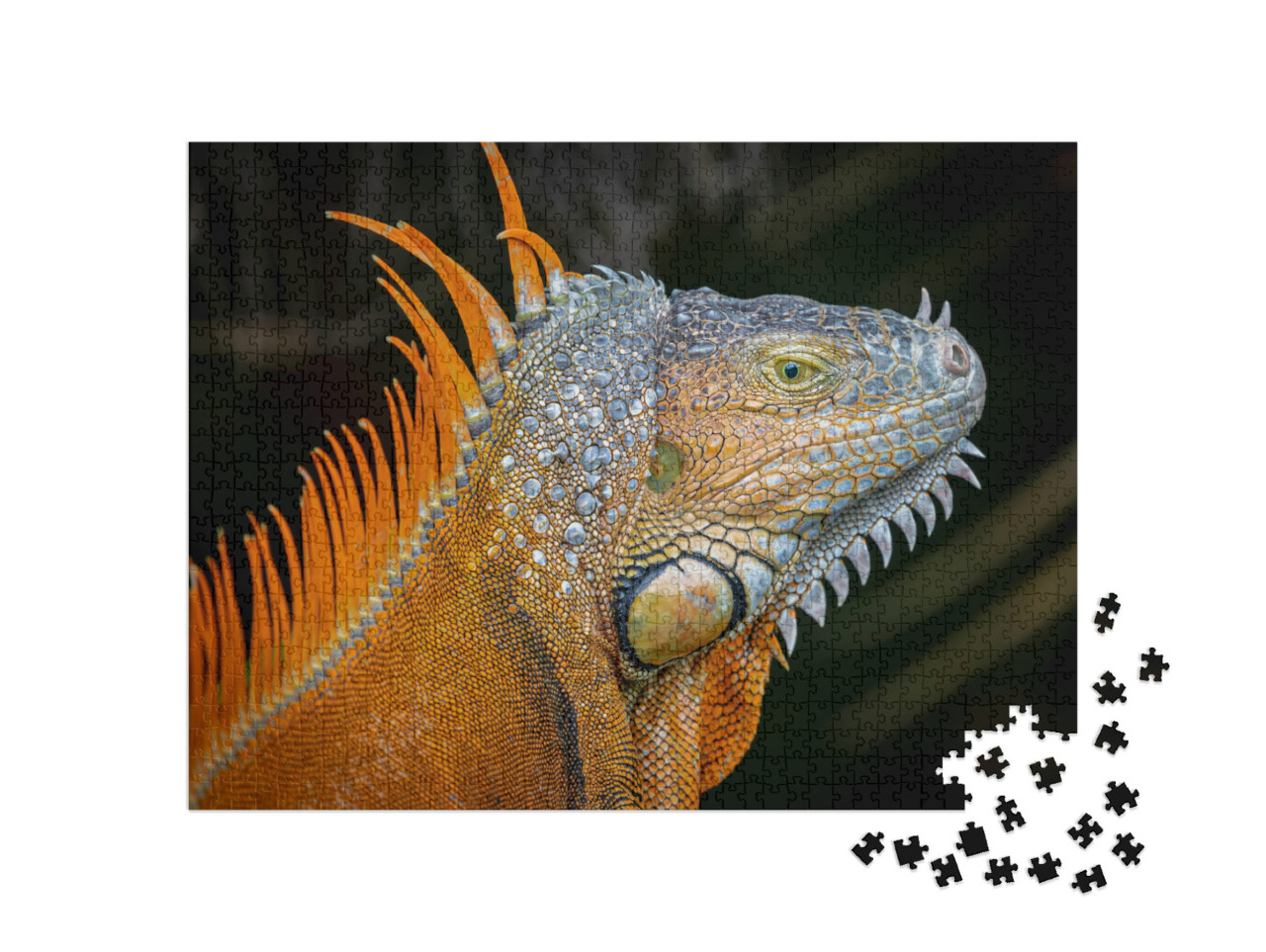 puzzle 1000 dílků „Oranžově zbarvená morfa dospělého leguána zeleného“