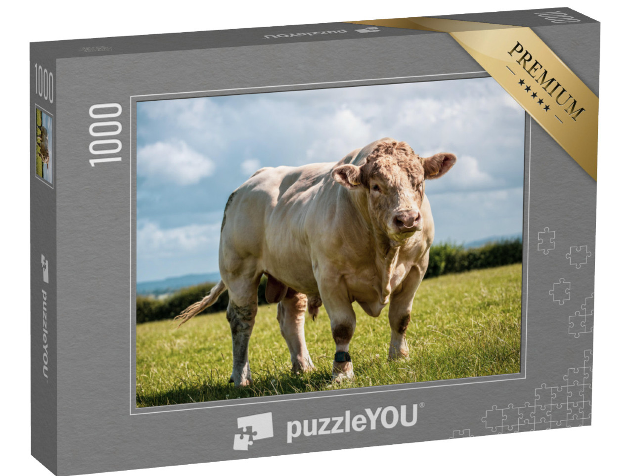 puzzle 1000 dílků „Býk plemene charolais předvádí na poli své svaly“