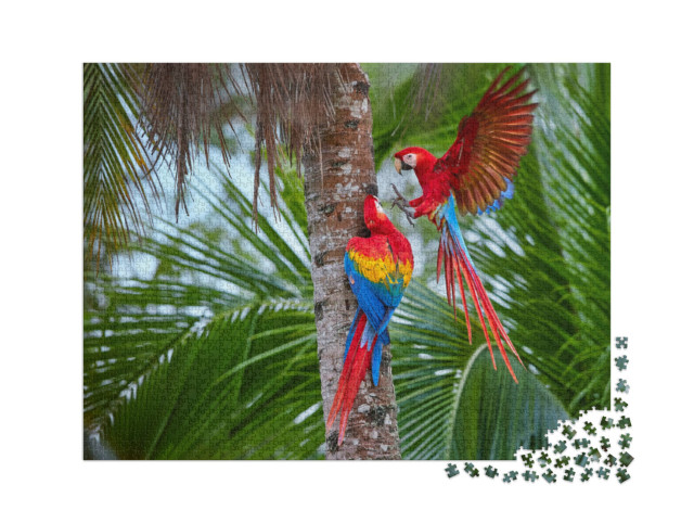 puzzle 2000 dílků „Amazonští papoušci na palmě“