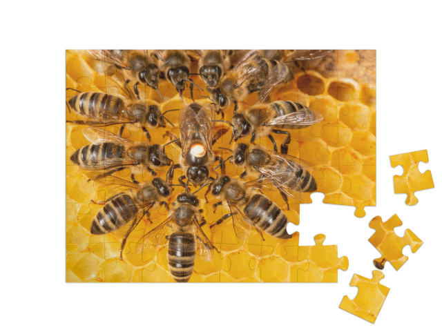 puzzle 48 dílků „Včelí královna obklopená dělnicemi“