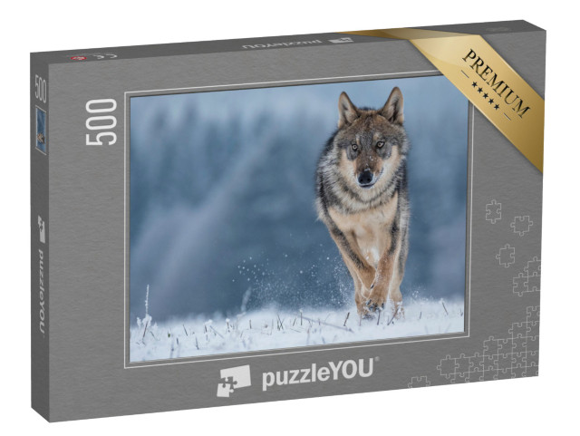 puzzle 500 dílků „Studie vlka šedého“