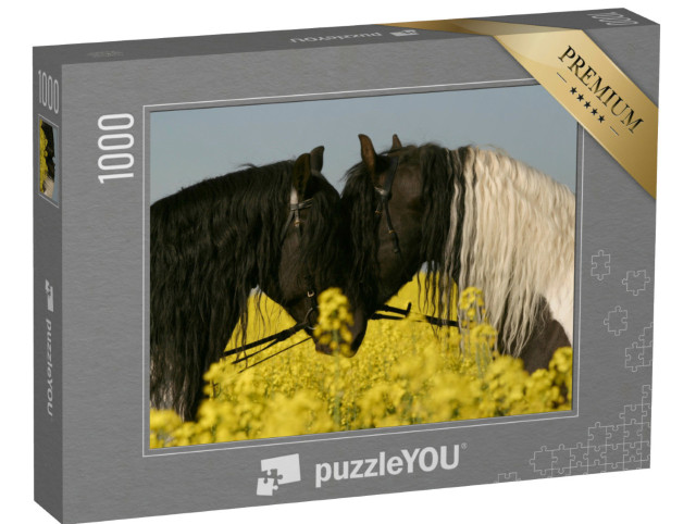 puzzle 1000 dílků „Dva fríští koně čelem k sobě na řepkovém poli“