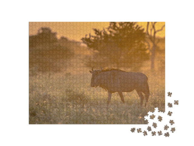 puzzle 1000 dílků „Modří pakoně v savaně, Krugerův národní park, Jihoafrická republika“