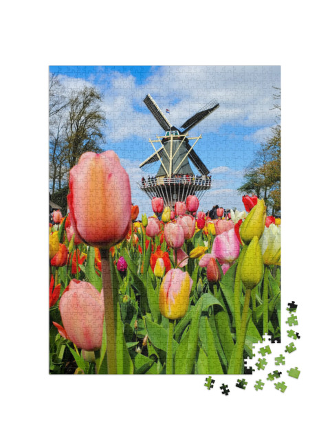 puzzle 1000 dílků „Větrný mlýn v tulipánovém poli, Nizozemsko“