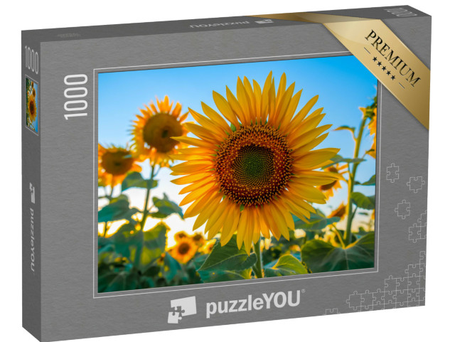 puzzle 1000 dílků „Slunečnice na poli, letní zemědělská kulisa...“