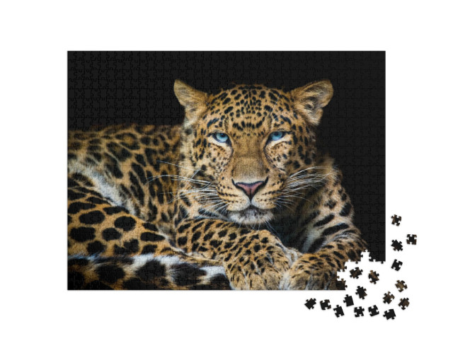 puzzle 1000 dílků „Levhart severočínský, Panthera pardus japonensis“