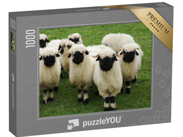 puzzle 1000 dílků „Stádo bílých ovcí s černými hlavami, Valais Blacknose“