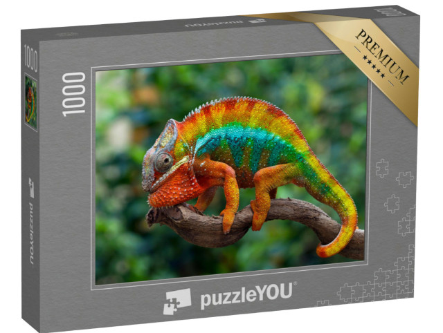 puzzle 1000 dílků „Krásný panter chameleon“