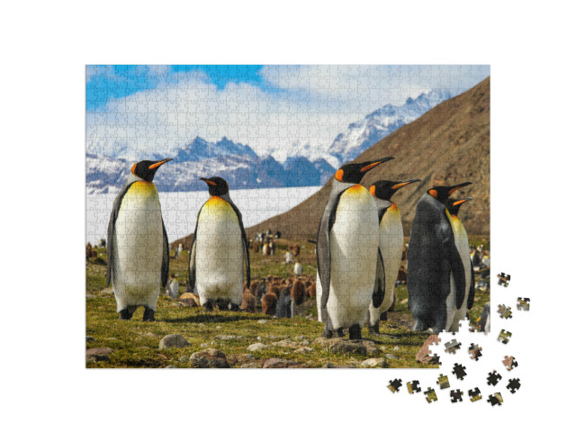 puzzle 1000 dílků „Tučňáci královští na ostrově Jižní Georgie v Antarktidě“