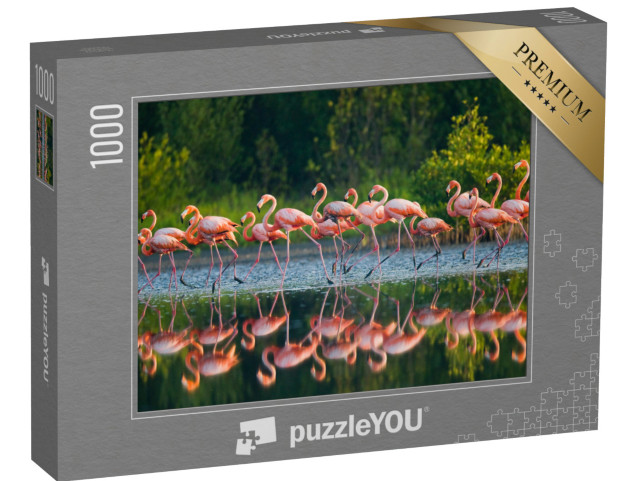 puzzle 1000 dílků „Karibští plameňáci ve vodě“