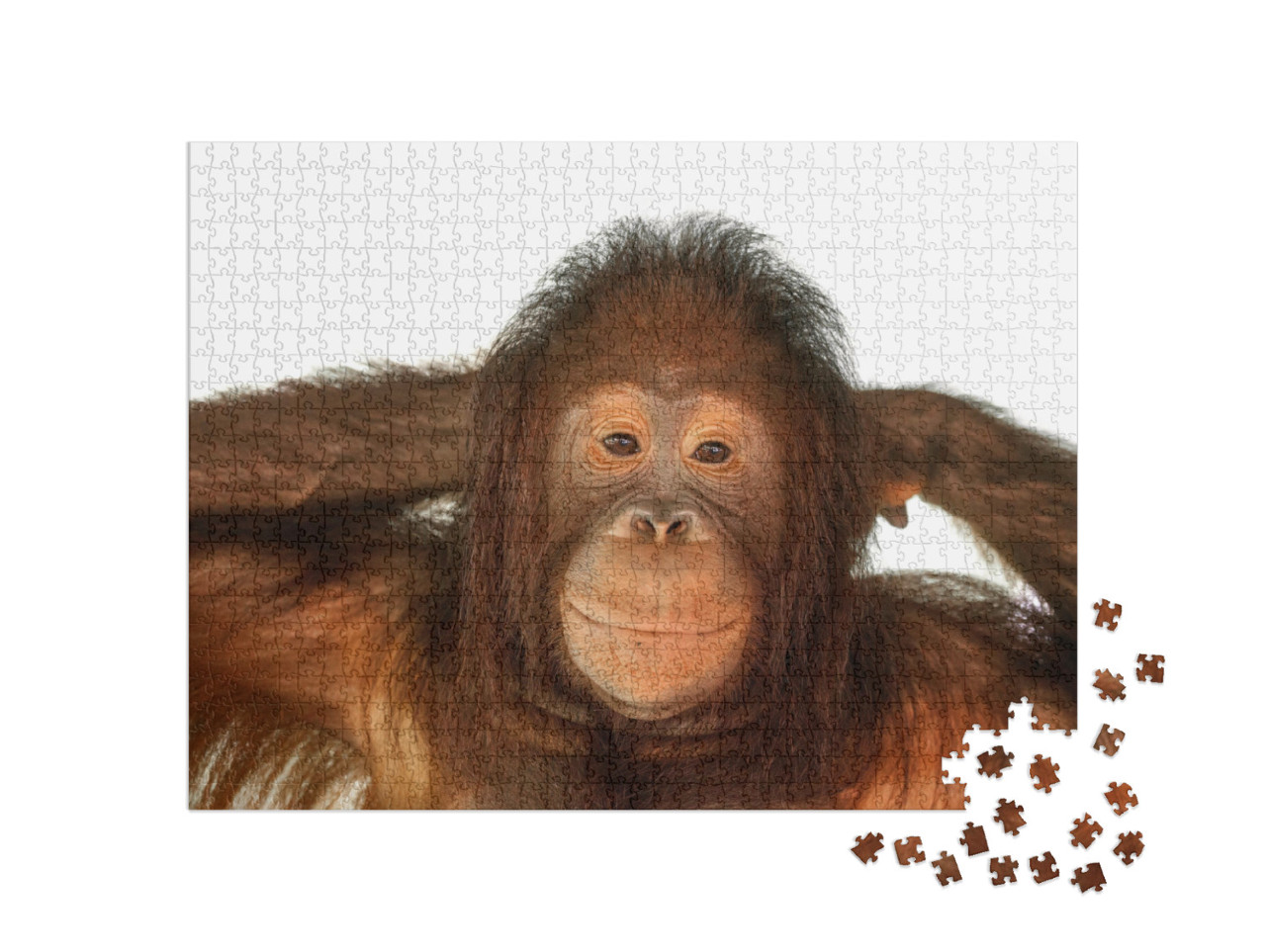 puzzle 1000 dílků „Orangutan“