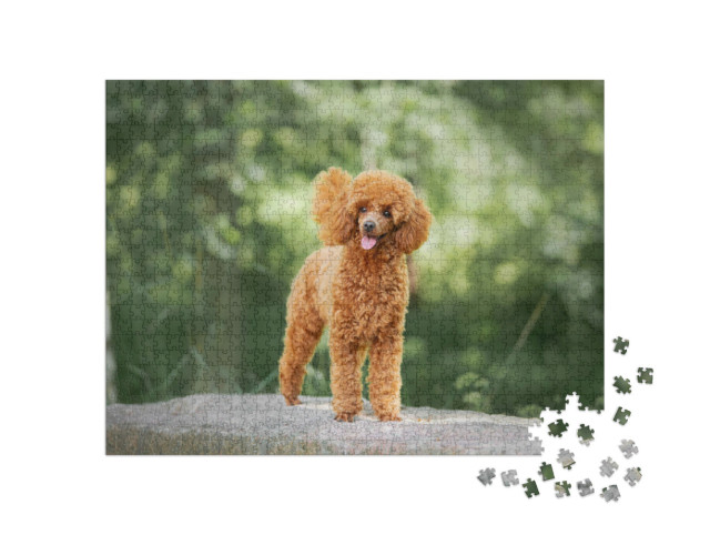 puzzle 1000 dílků „Štěně trpasličího pudla“