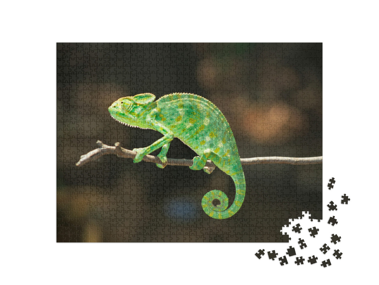 puzzle 1000 dílků „Chameleon jihoasijský, Chamaeleo zeylanicus“