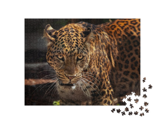 puzzle 1000 dílků „Obraz silného jaguára jako lovce“