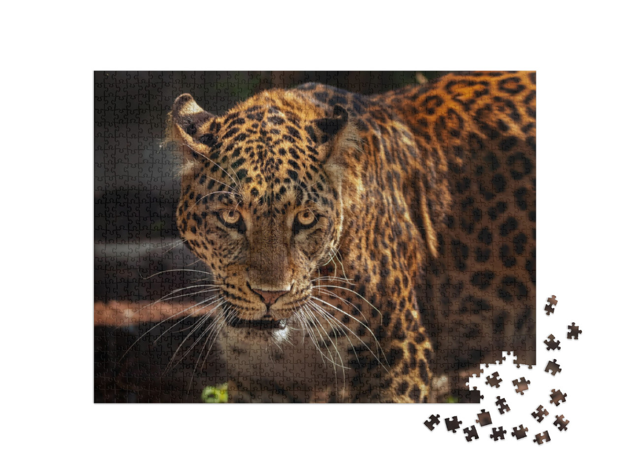 puzzle 1000 dílků „Obraz silného jaguára jako lovce“
