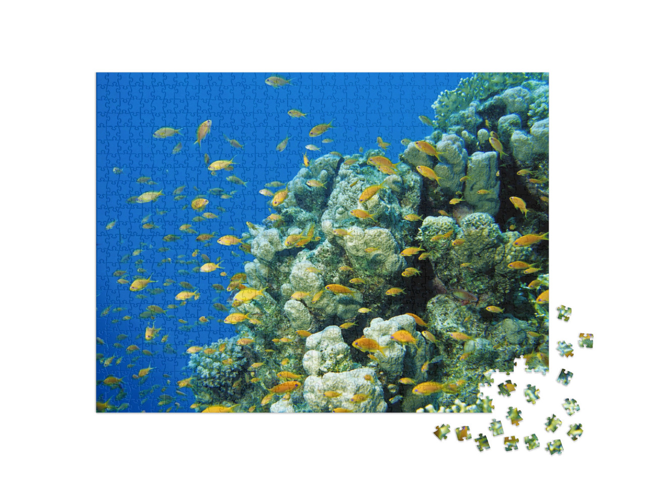 puzzle 1000 dílků „Anthias bannerfish na tropickém korálovém útesu v Rudém moři, Egypt“