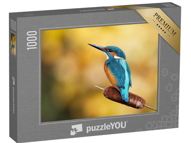 puzzle 1000 dílků „Samec zedníčka královského s nádherným opeřením“