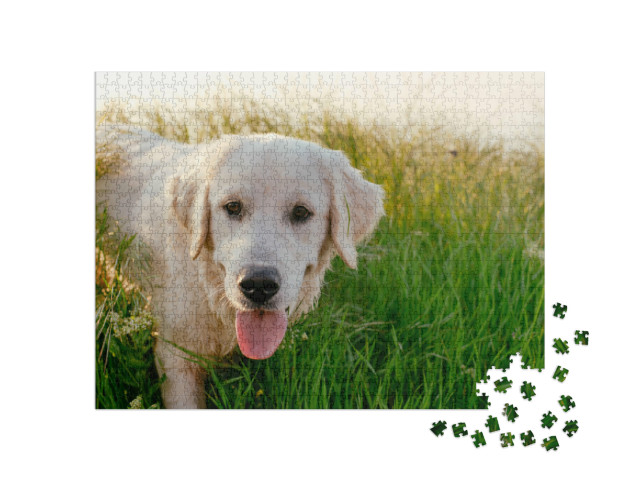 puzzle 1000 dílků „Labradorský retrívr na procházce po louce“