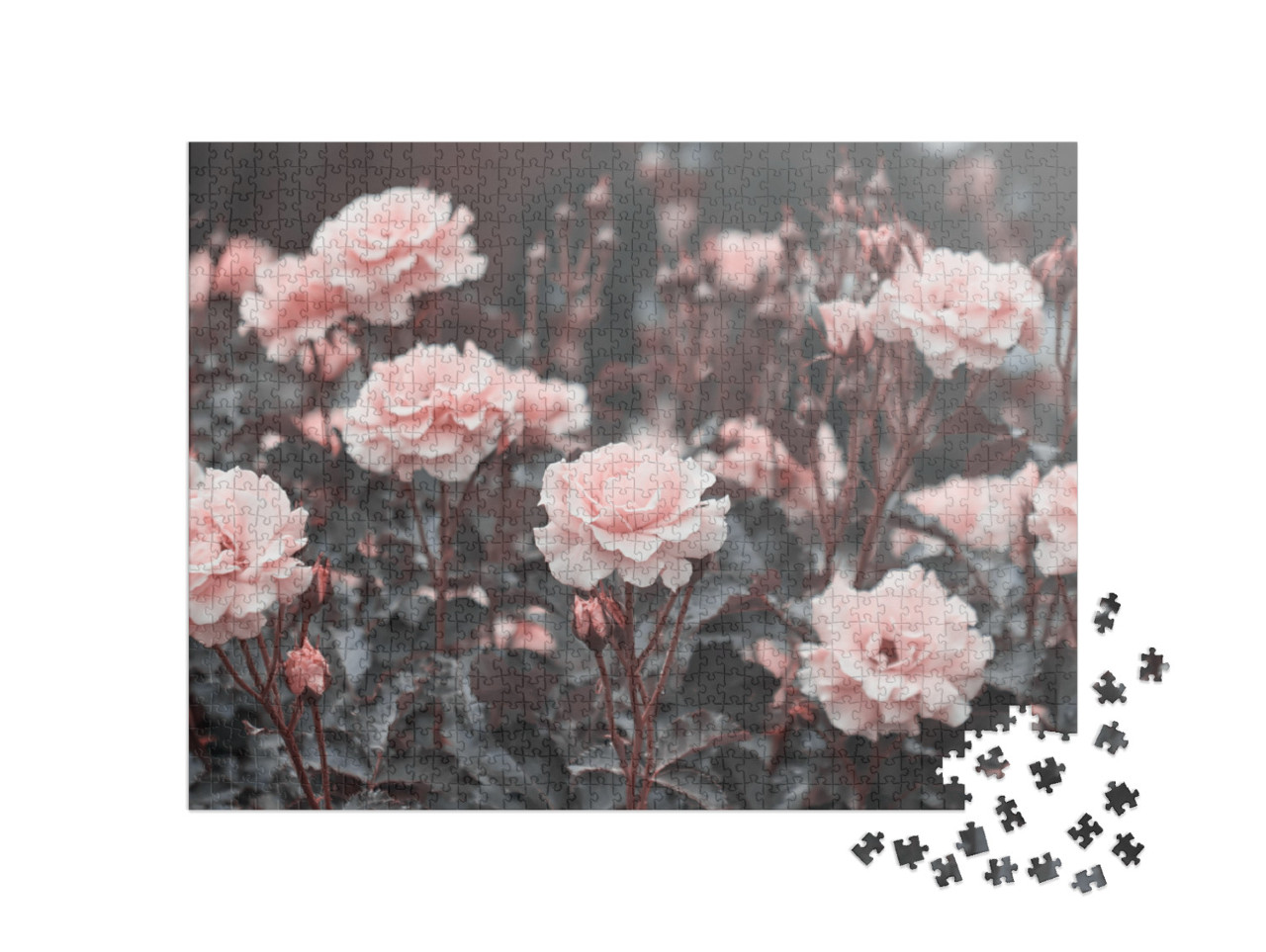 puzzle 1000 dílků „Jemné růžové růže v zahradě“