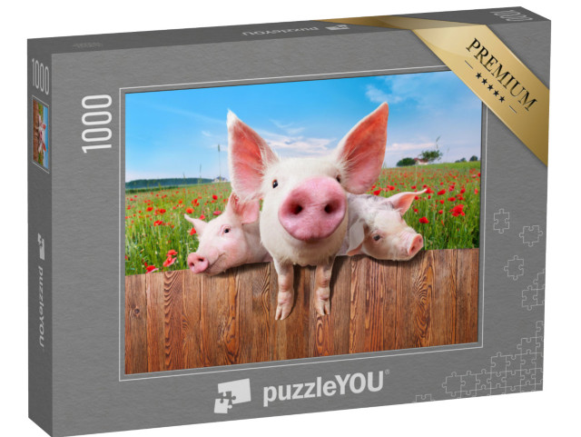 puzzle 1000 dílků „Mladá prasata na farmě se dívají přes plot“