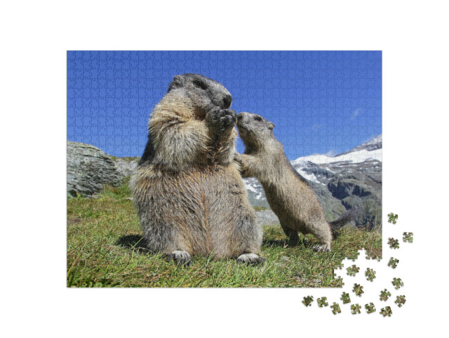 puzzle 1000 dílků „Matka svišť se zvědavým mládětem, Rakousko“