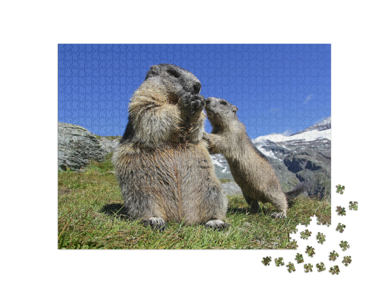 puzzle 1000 dílků „Matka svišť se zvědavým mládětem, Rakousko“