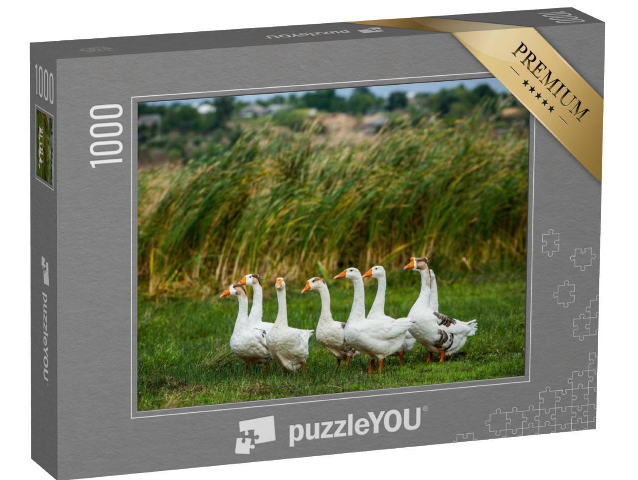 puzzle 1000 dílků „Husy běločelé na procházce“