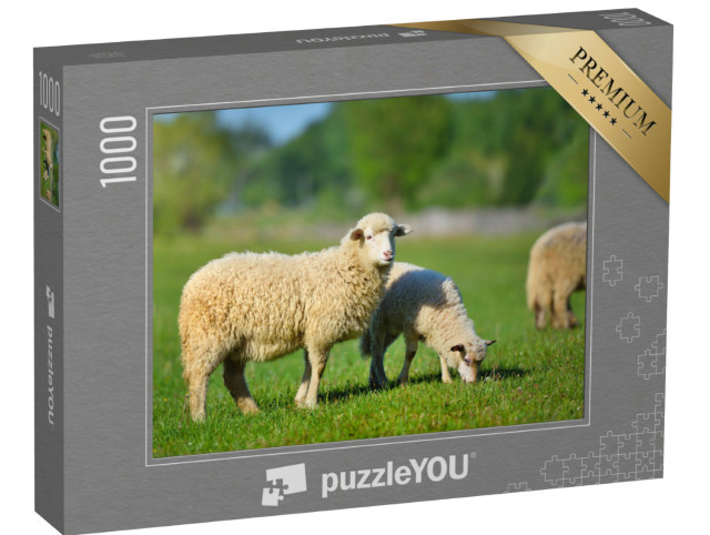 puzzle 1000 dílků „Dvě mladé bílé ovce na louce v zelené trávě“