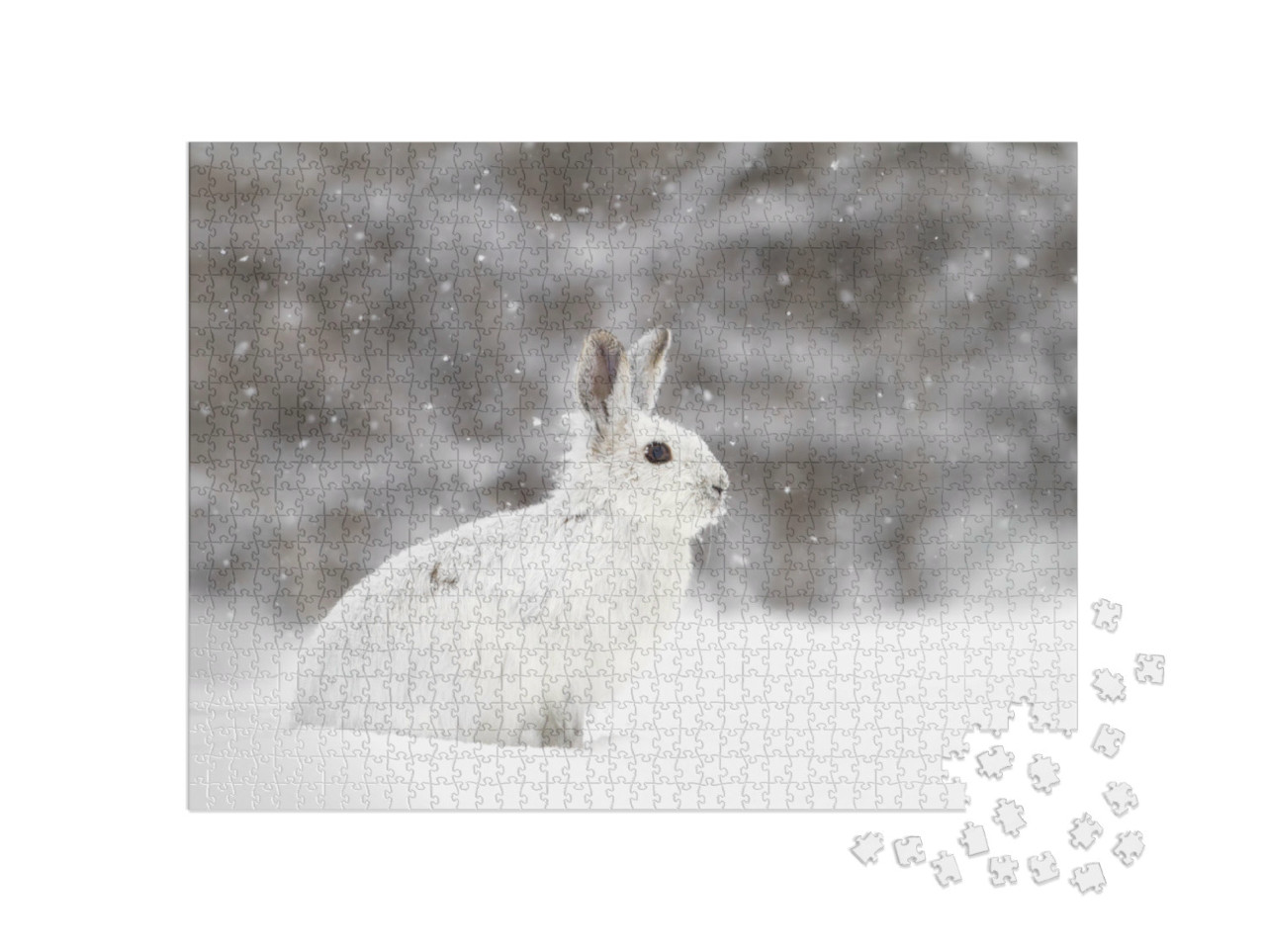 puzzle 1000 dílků „Bílý zajíc ve sněhové vánici, Kanada“