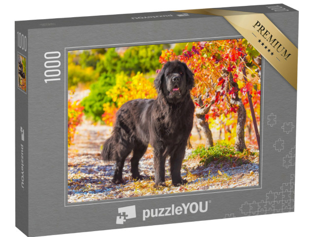 puzzle 1000 dílků „Newfoundland v podzimní krajině“