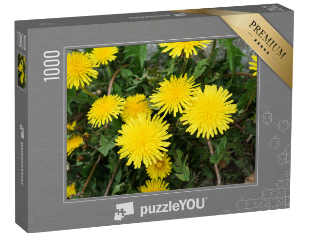 puzzle 1000 dílků „Louka se žlutými pampeliškami za slunečného dne, detailní záběr. F...“