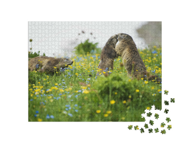 puzzle 1000 dílků „Scéna rozpoznávacího rituálu svišťů“