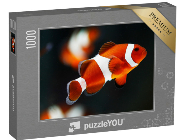 puzzle 1000 dílků „Falešná anemonefish percala nebo anemonefish ocellaris“