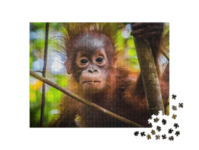 puzzle 1000 dílků „Nejroztomilejší orangutaní mládě na světě se dívá do kamery na Borneu“