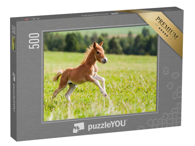 puzzle 500 dílků „Falabella mini kůň“